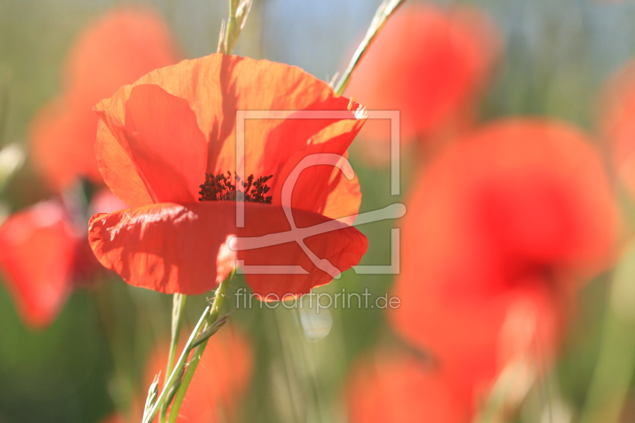 Bild-Nr.: 11918190 Mohn erstellt von PassionPhotography