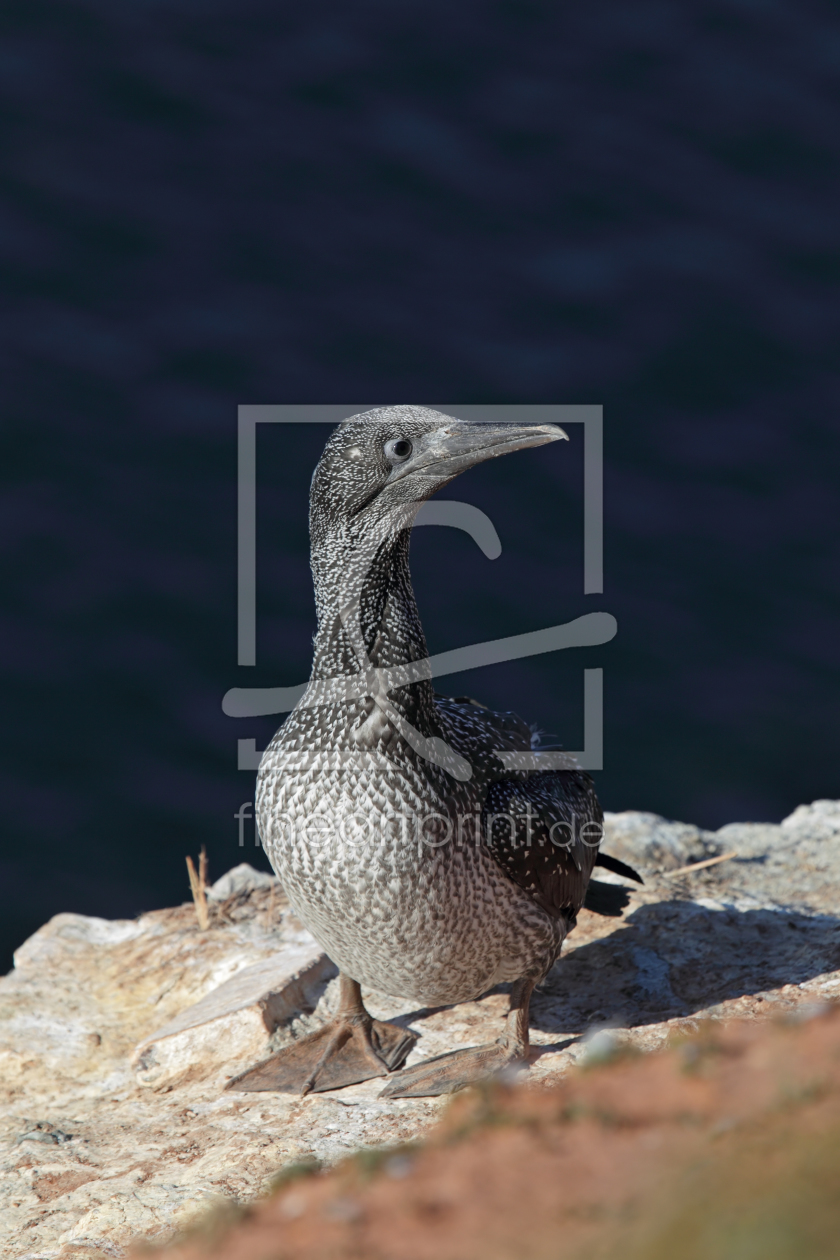 Bild-Nr.: 11918201 Junger Basstölpel auf Helgoland Bild-Nr.: 11918201 Junger Basstölpel auf Helgoland erstellt von DirkR