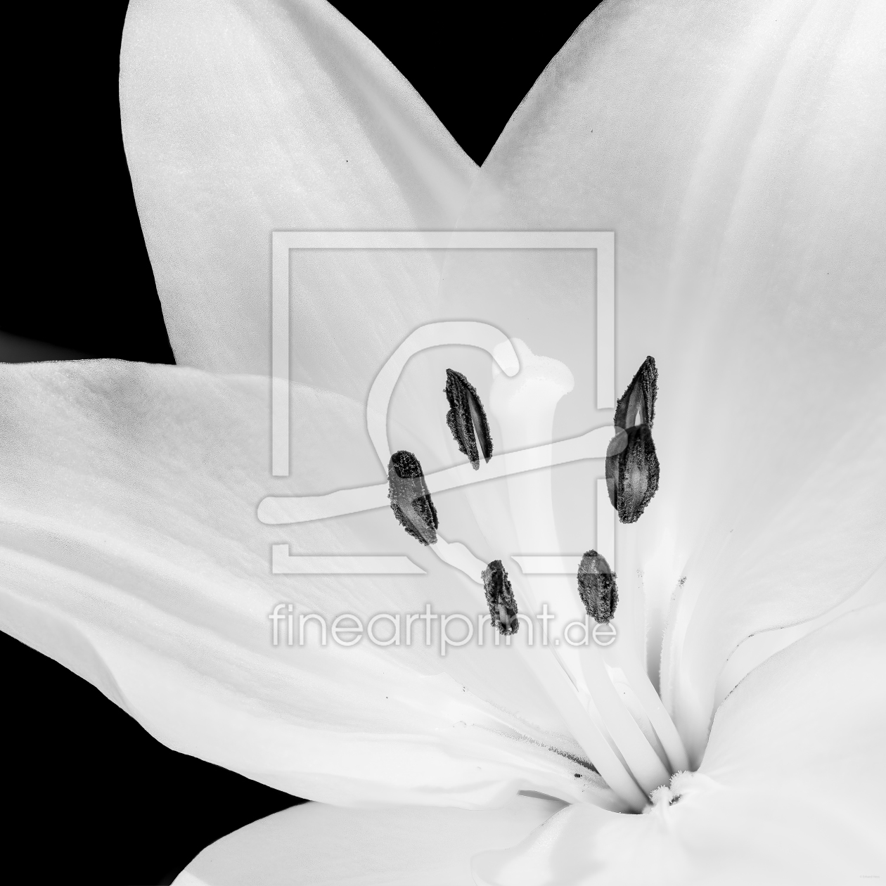Bild-Nr.: 11918221 Weiße Lilie 29 - sw erstellt von Erhard Hess