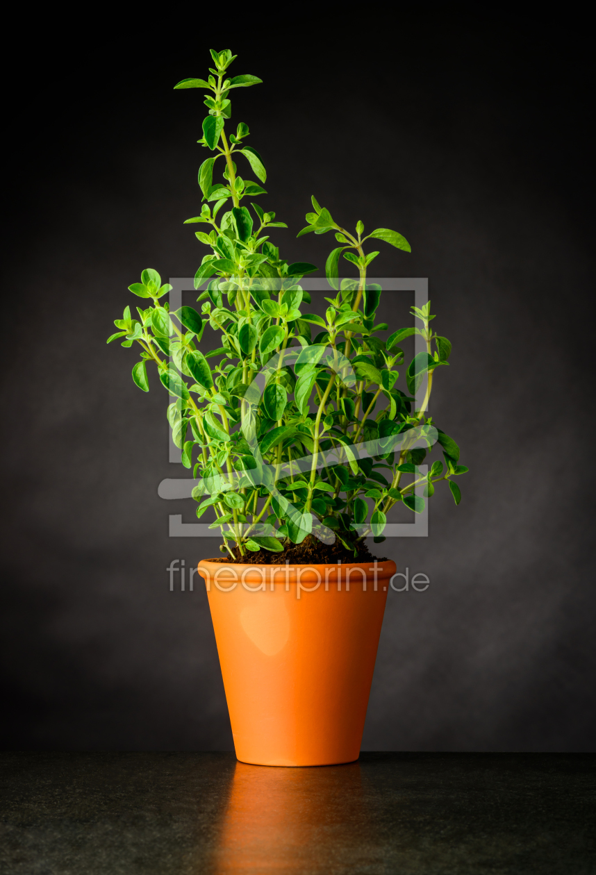 Bild-Nr.: 11918519 Stillleben mit Grüner Oregano Pflanze erstellt von xfotostudio
