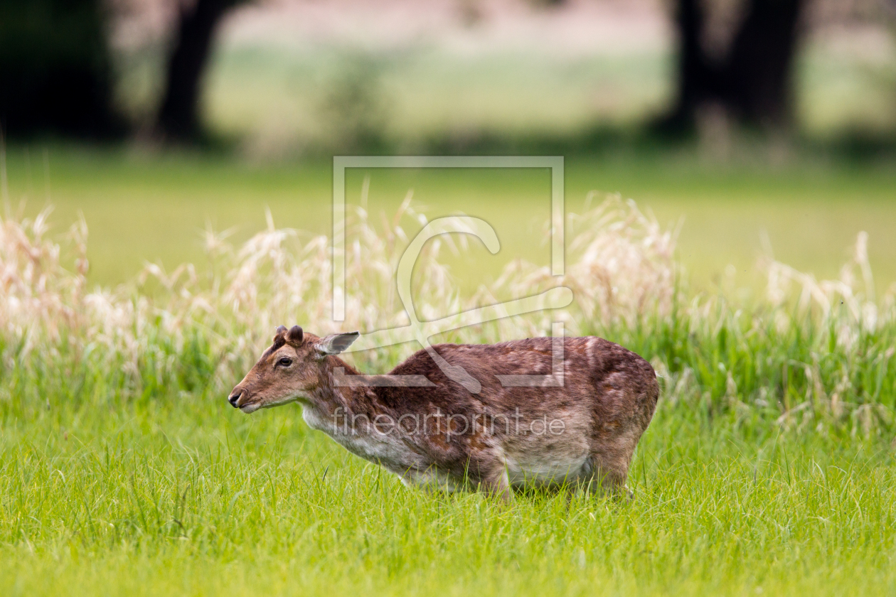 Bild-Nr.: 11918525 Damhirsch erstellt von DirkR