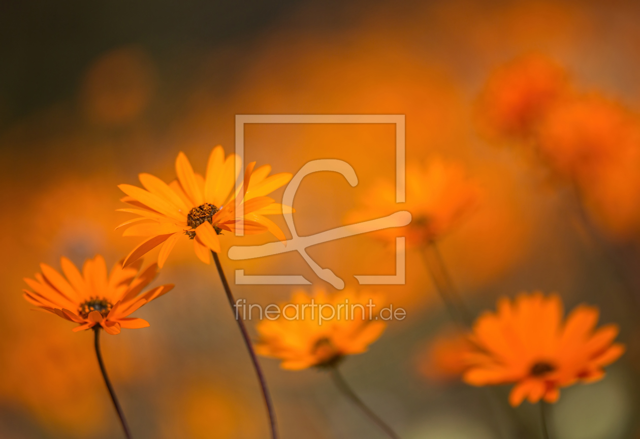 Bild-Nr.: 11918758 Namaqua - Wüstenblumen erstellt von Vossiem