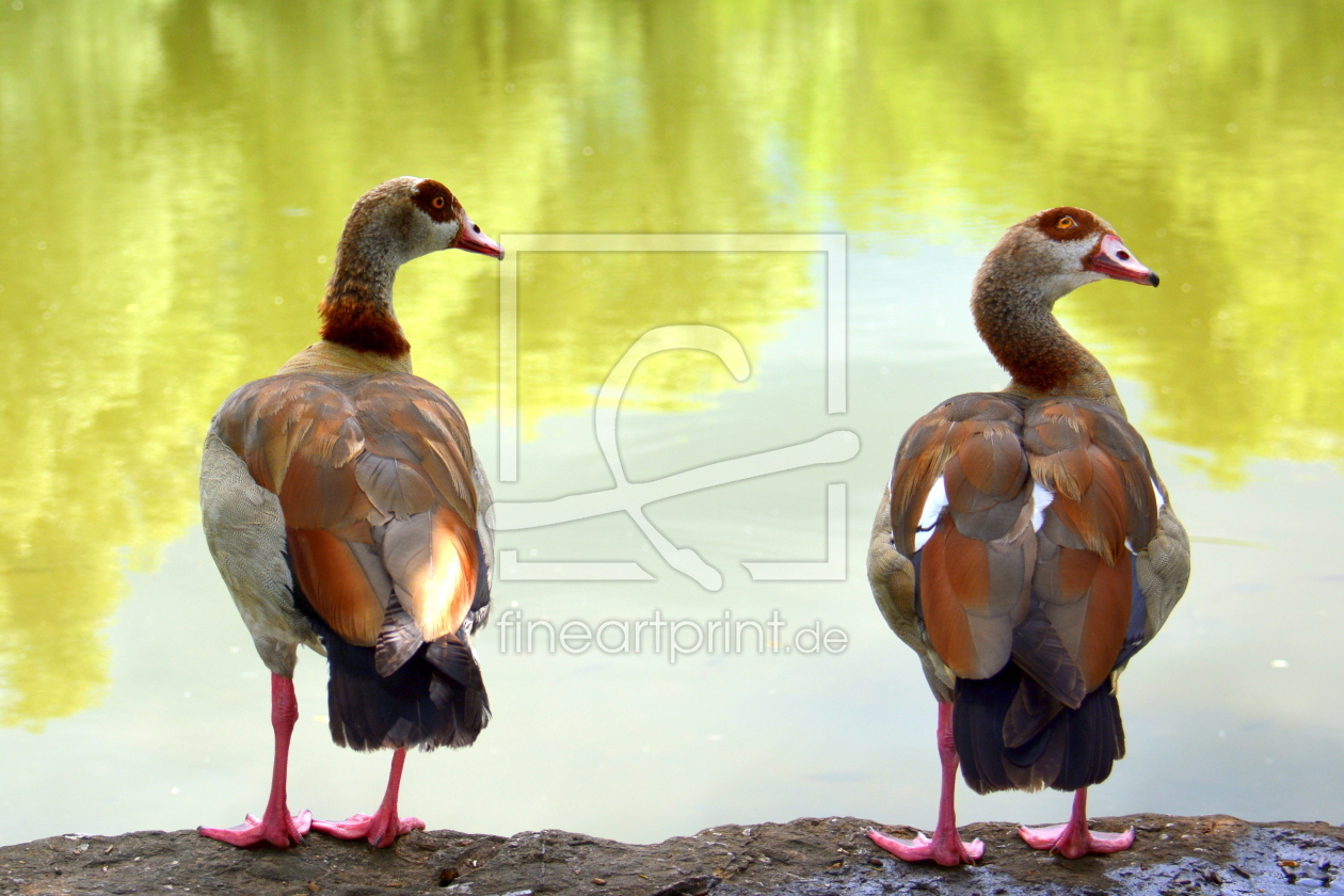 Bild-Nr.: 11918849 Nilgänse erstellt von GUGIGEI