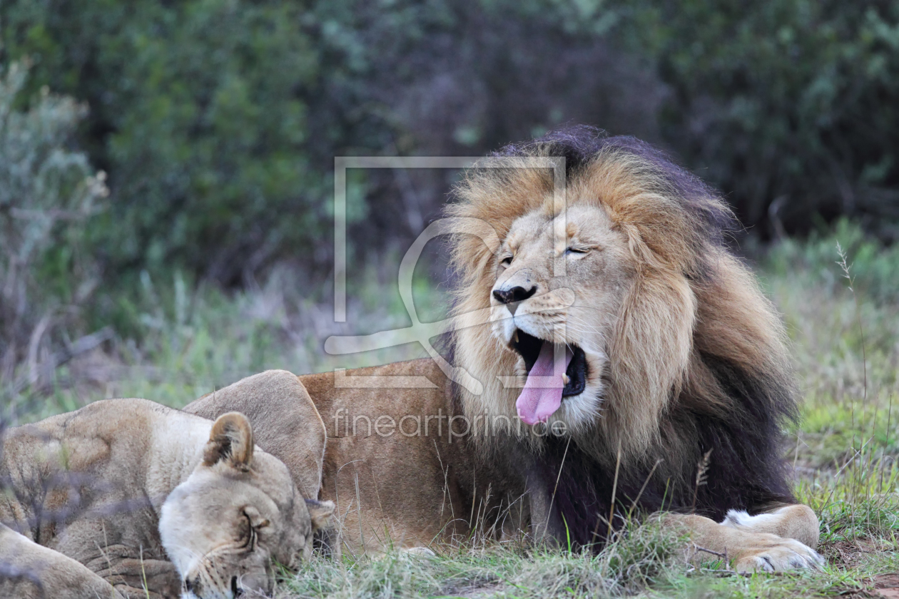 Bild-Nr.: 11918929 Löwenpaar in Südafrika erstellt von DirkR