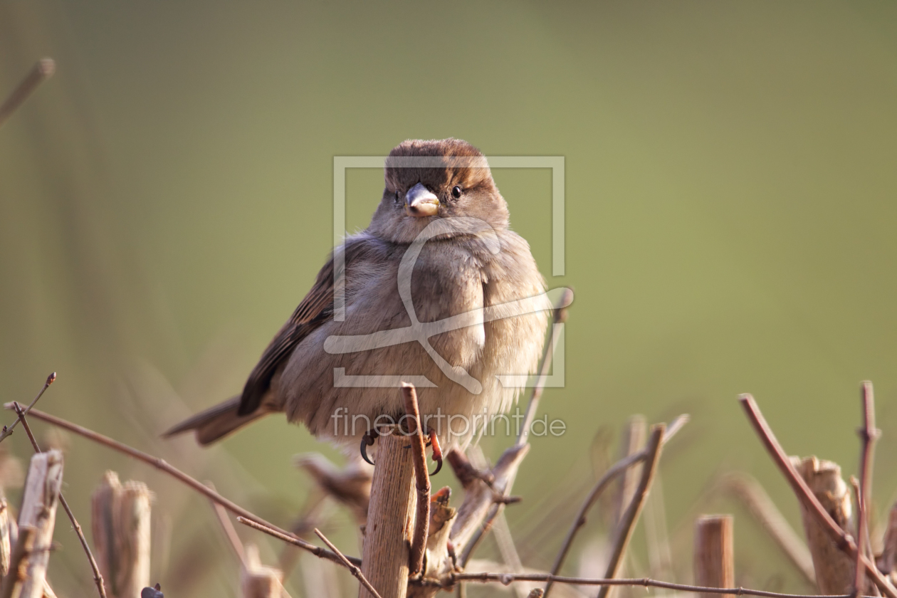 Bild-Nr.: 11918934 Haussperling Bild-Nr.: 11918934 Haussperling erstellt von DirkR