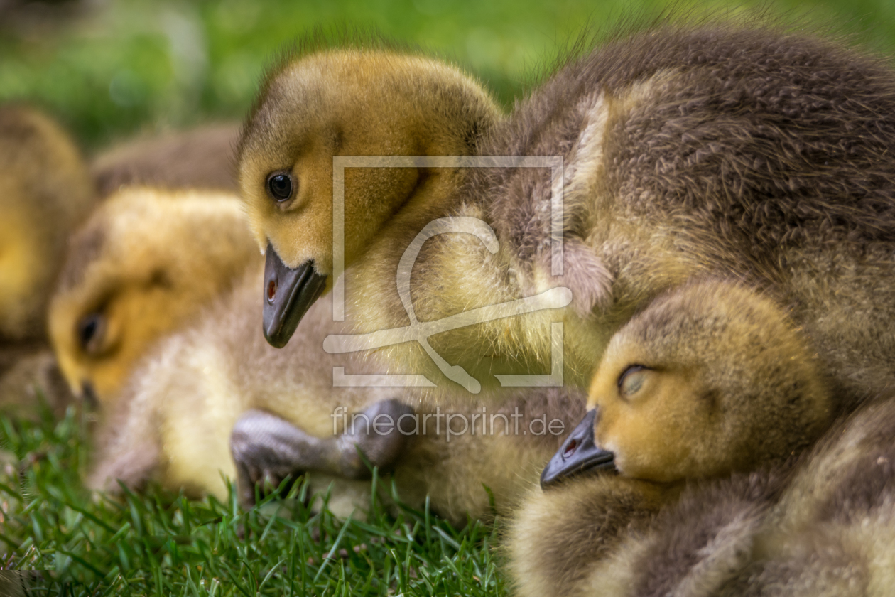 Bild-Nr.: 11919051 Familienzeit - Küken Vogel erstellt von luxpediation