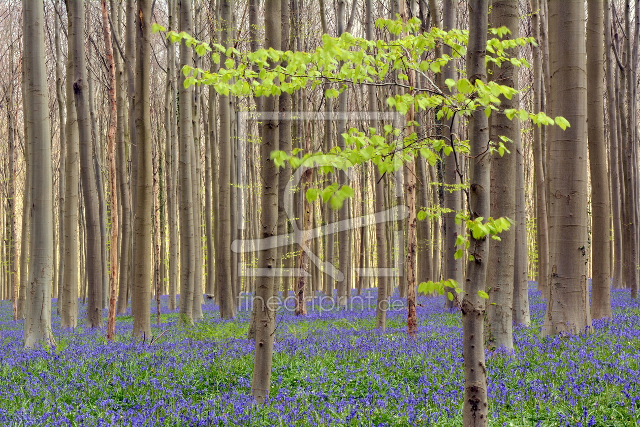 Bild-Nr.: 11919110 Hallerbos erstellt von GUGIGEI