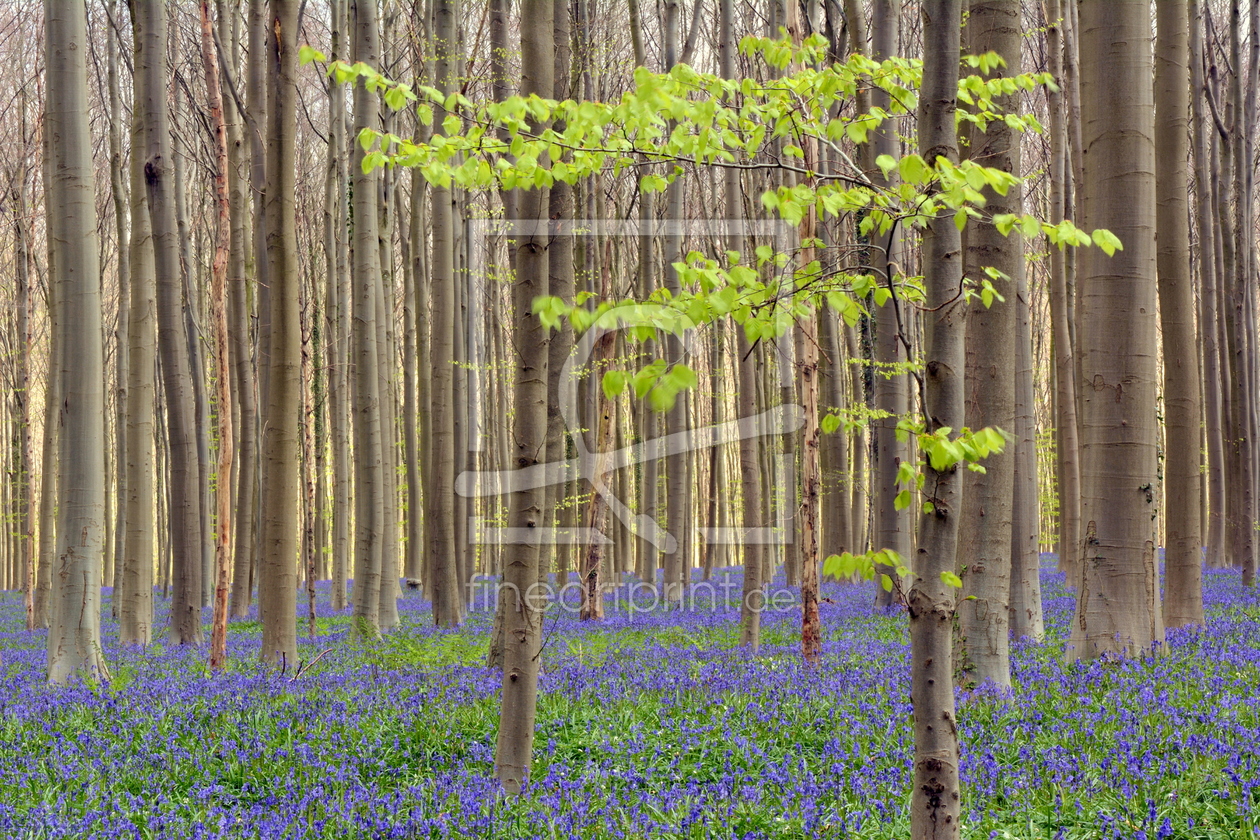 Bild-Nr.: 11919110 Hallerbos erstellt von GUGIGEI