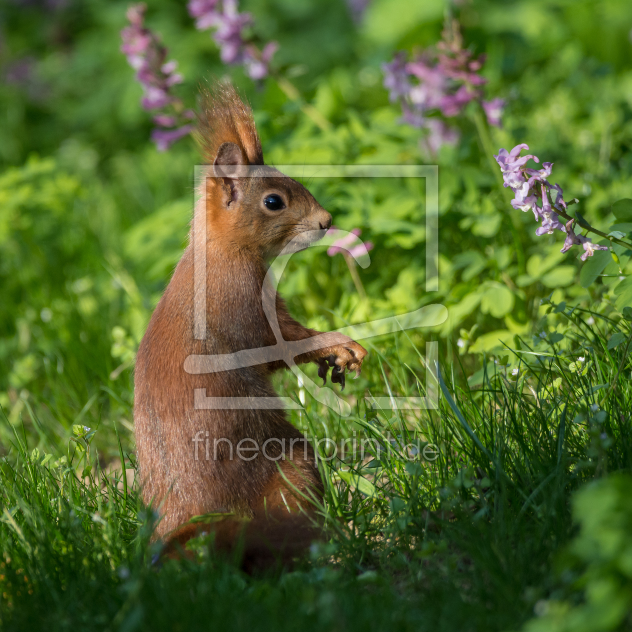 Bild-Nr.: 11919118 Eichhörnchen im Frühling erstellt von luxpediation