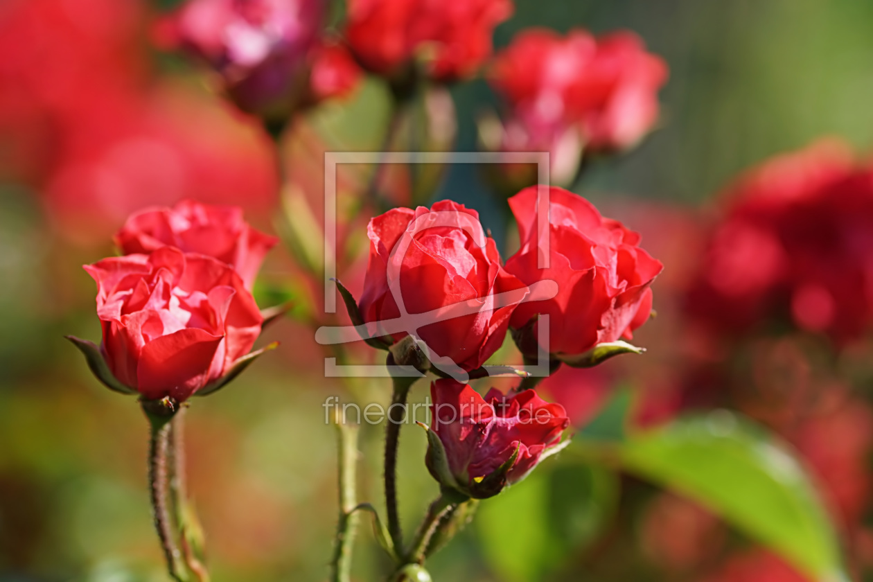 Bild-Nr.: 11919135 Gartenrosen erstellt von youhaveadream