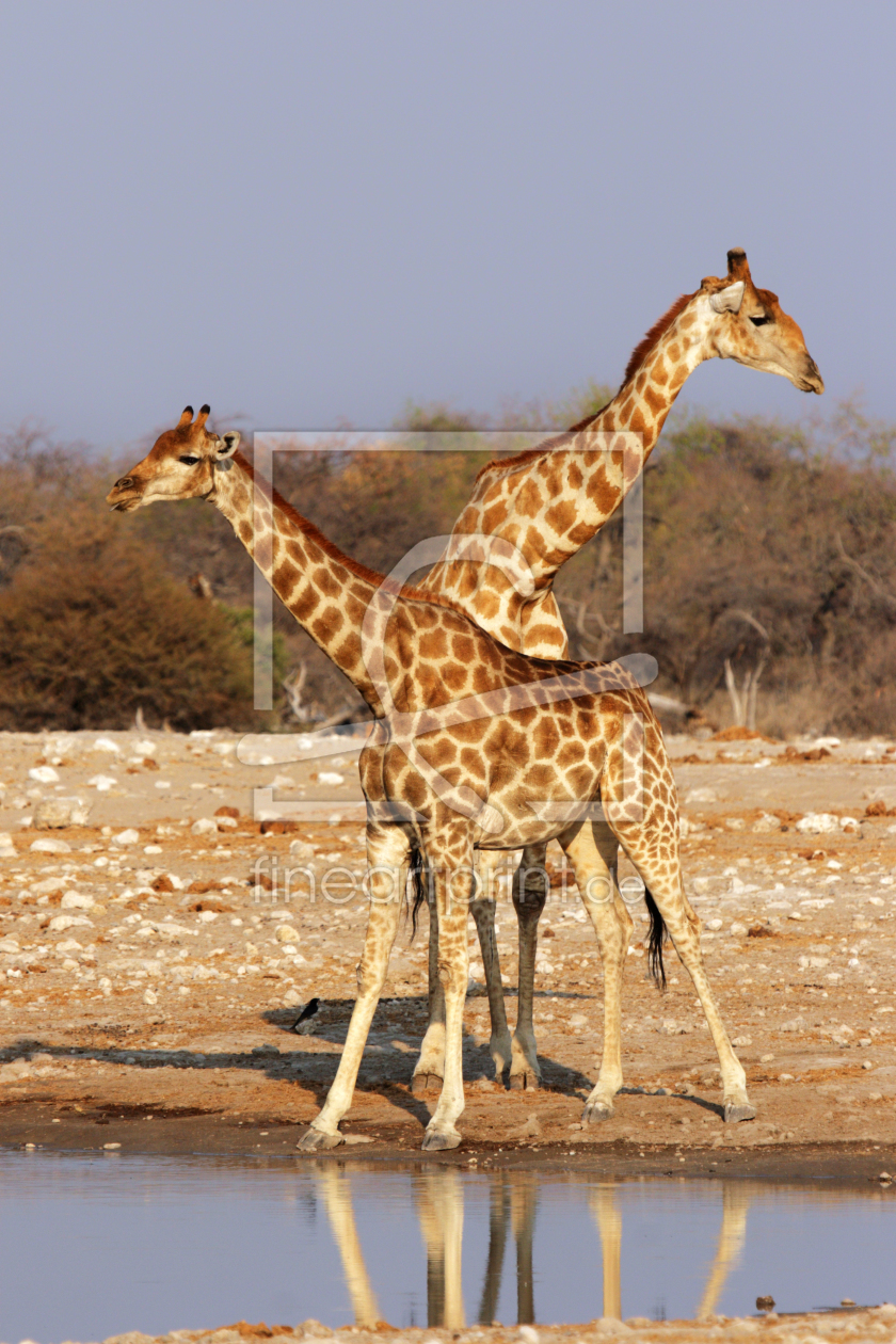 Bild-Nr.: 11919277 Giraffen im Etosha Nationalpark erstellt von DirkR