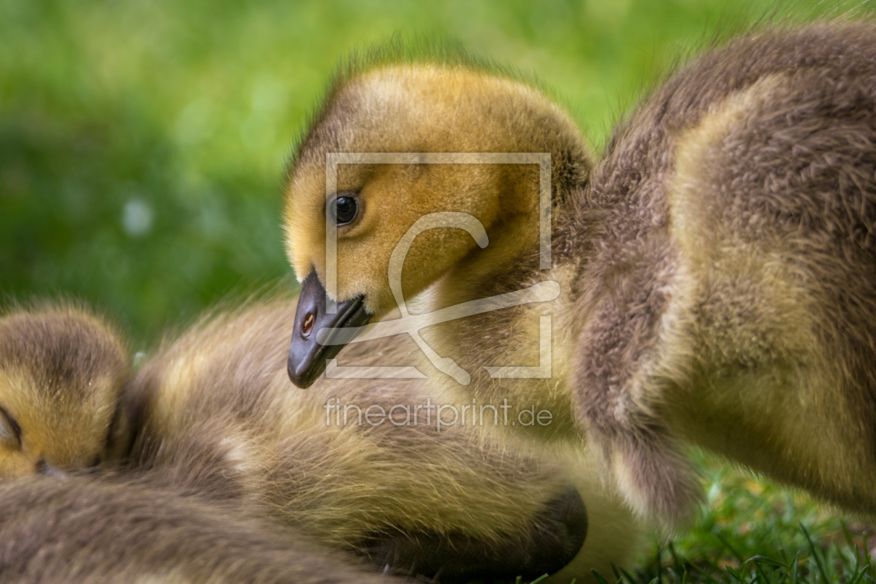 Bild-Nr.: 11919430 Baby Kanadagans Vogel erstellt von luxpediation