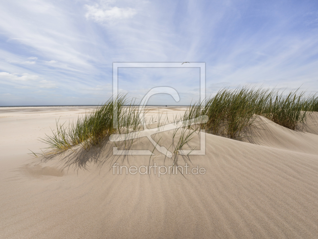 Bild-Nr.: 11919549 Amrum Sand Dünen Gras Möwe erstellt von StefanPrech