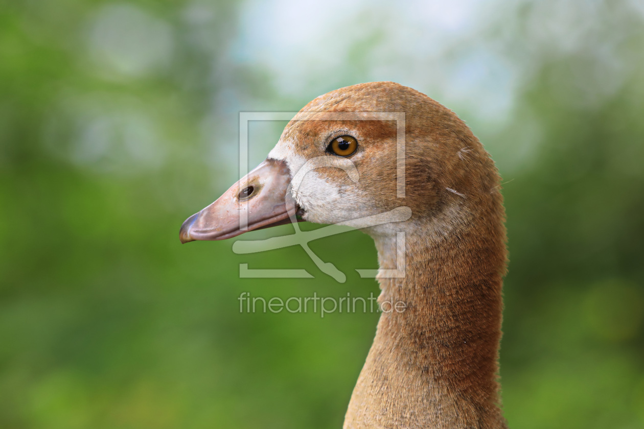 Bild-Nr.: 11919627 Junge Nilgans erstellt von falconer59