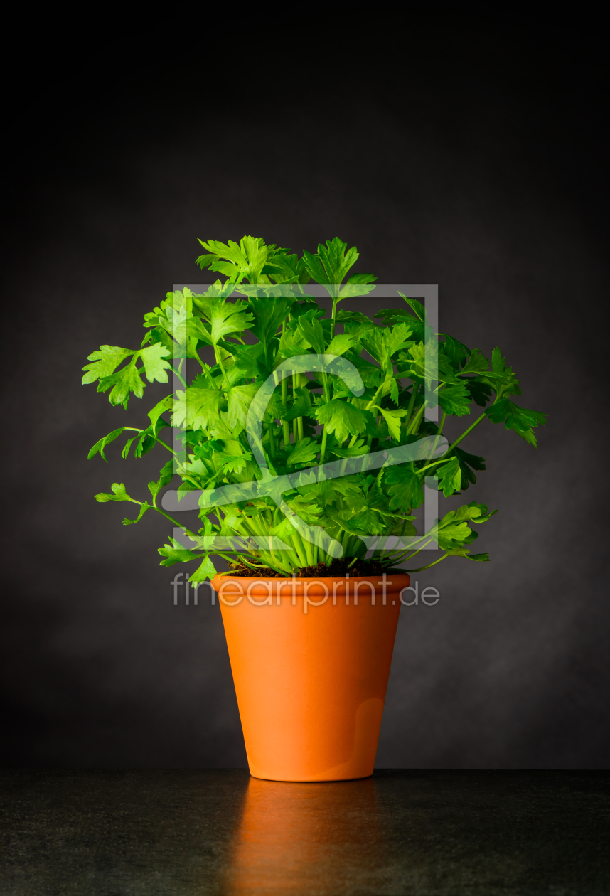 Bild-Nr.: 11919742 Stillleben mit Petersilie im Blumentopf erstellt von xfotostudio