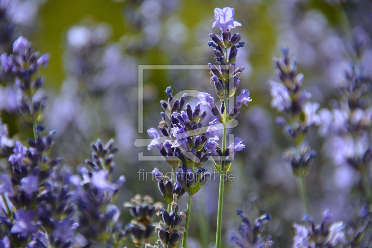 Bild-Nr.: 11919809 Lavendel erstellt von GUGIGEI