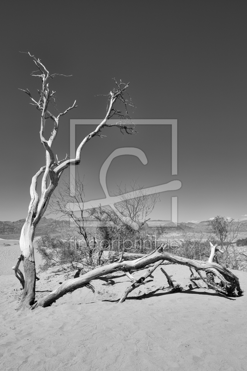 Bild-Nr.: 11919919 Death Valley Tree erstellt von TomKli