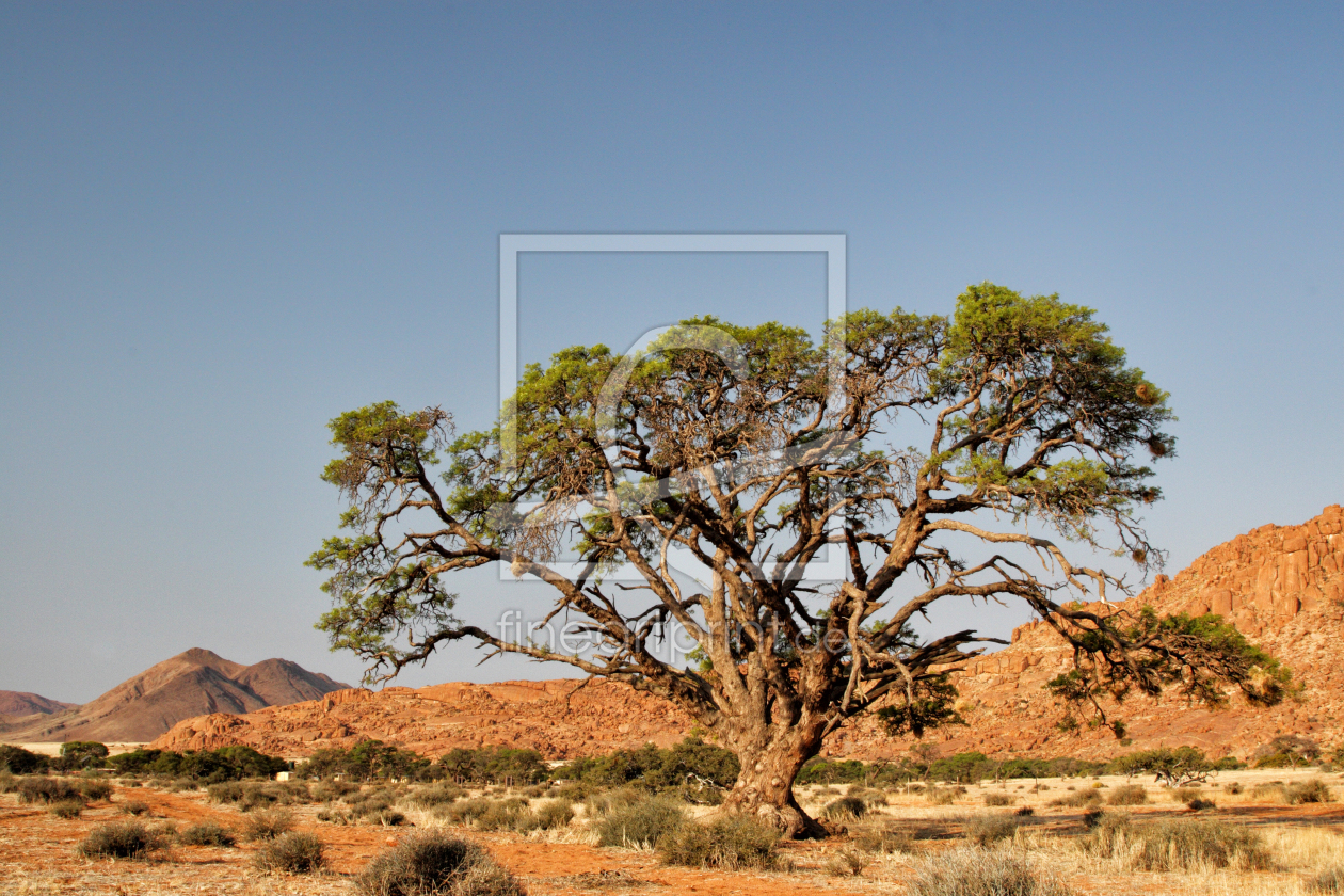 Bild-Nr.: 11919984 Baum in der Wüste erstellt von DirkR