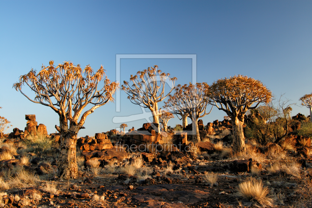 Bild-Nr.: 11920205 Köcherbäume in Namibia erstellt von DirkR