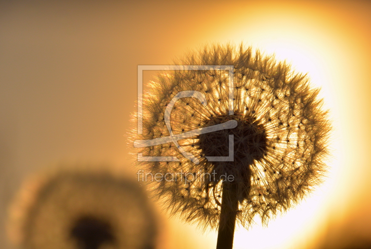 Bild-Nr.: 11920516 Dandelion erstellt von GUGIGEI