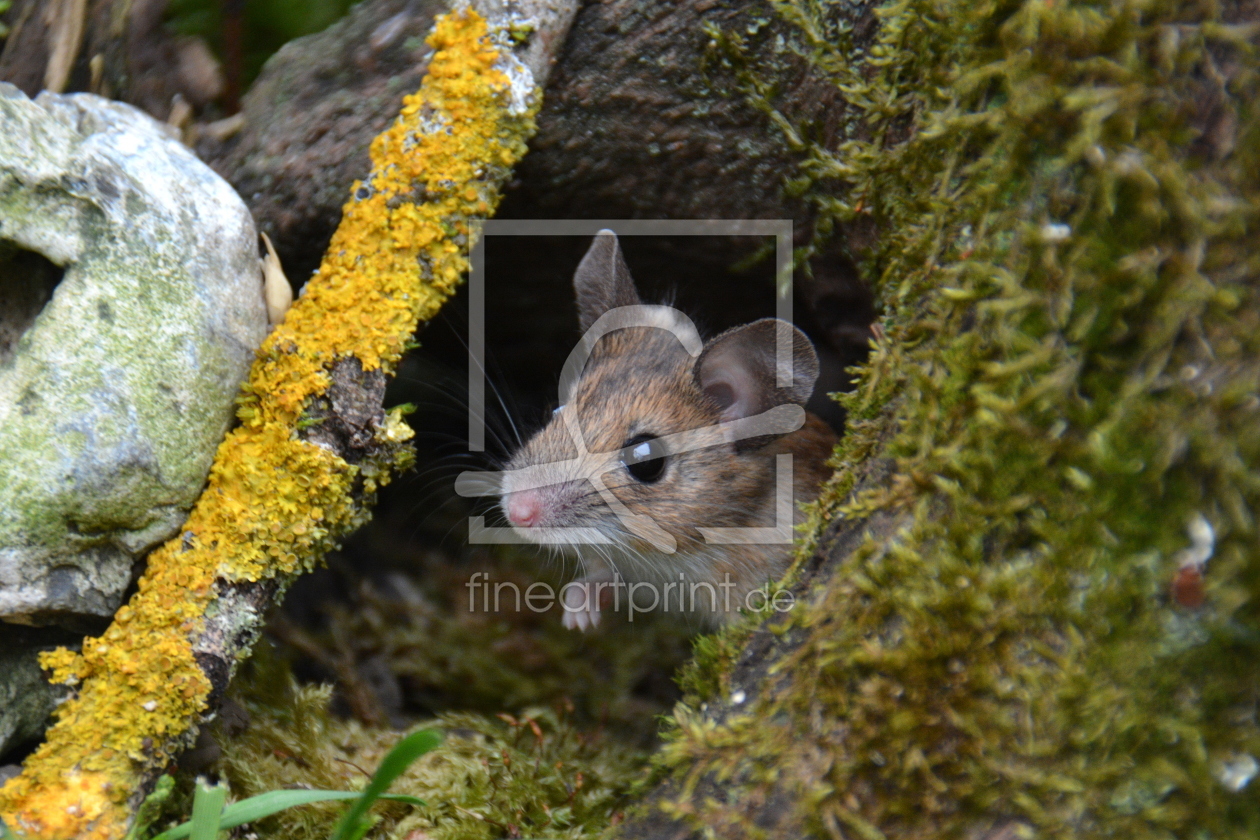 Bild-Nr.: 11920611 süsse kleine Waldmaus erstellt von GUGIGEI