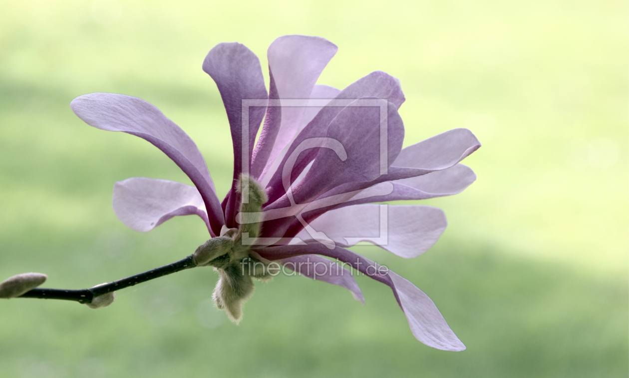 Bild-Nr.: 11920613 Magnolienblüte Bild-Nr.: 11920613 Magnolienblüte erstellt von GUGIGEI