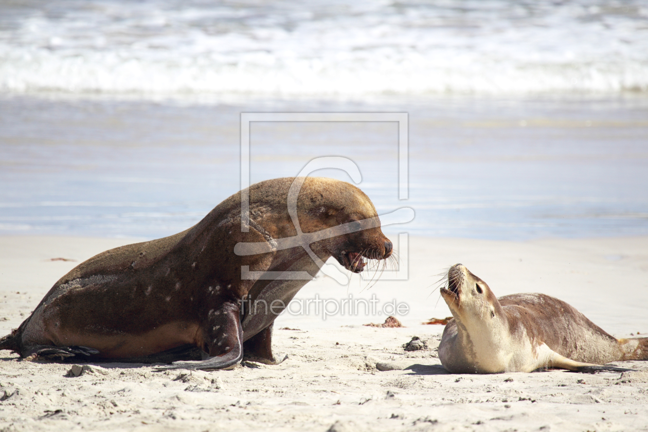 Bild-Nr.: 11920906 Australische Seelöwen auf Kangaroo Island erstellt von DirkR