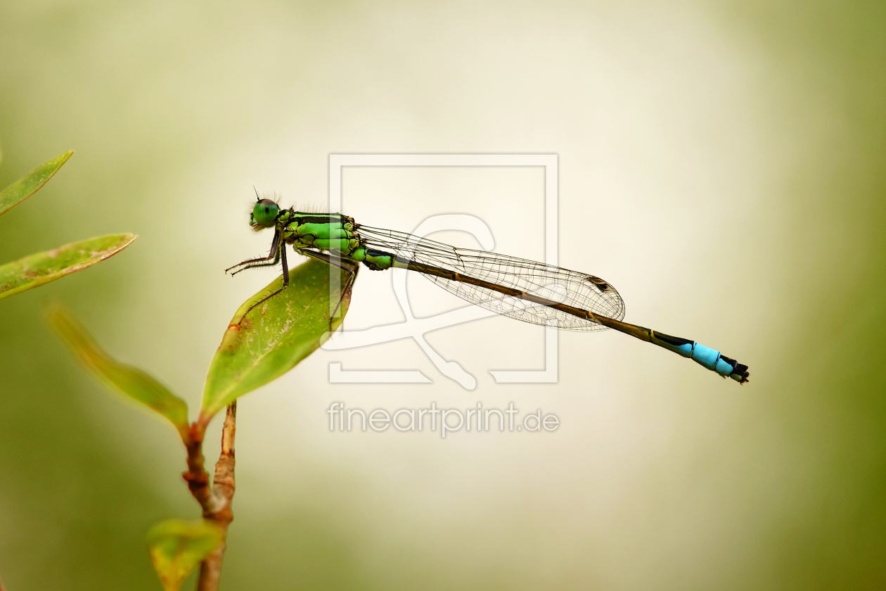 Bild-Nr.: 11921083 Libelle im Grünem erstellt von Ostfriese
