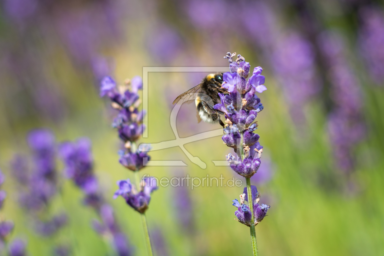 Bild-Nr.: 11921088 Hummel auf lila Blume erstellt von Asvolas