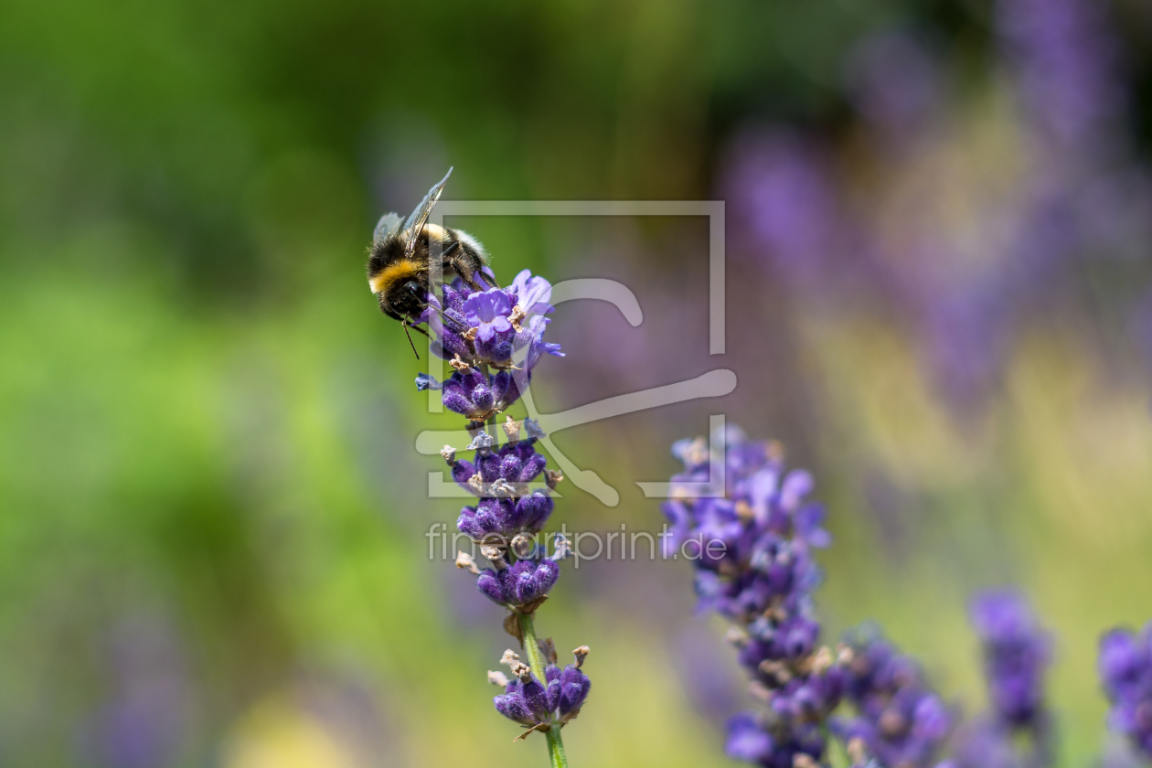 Bild-Nr.: 11921089 Hummel auf lila Blume erstellt von Asvolas