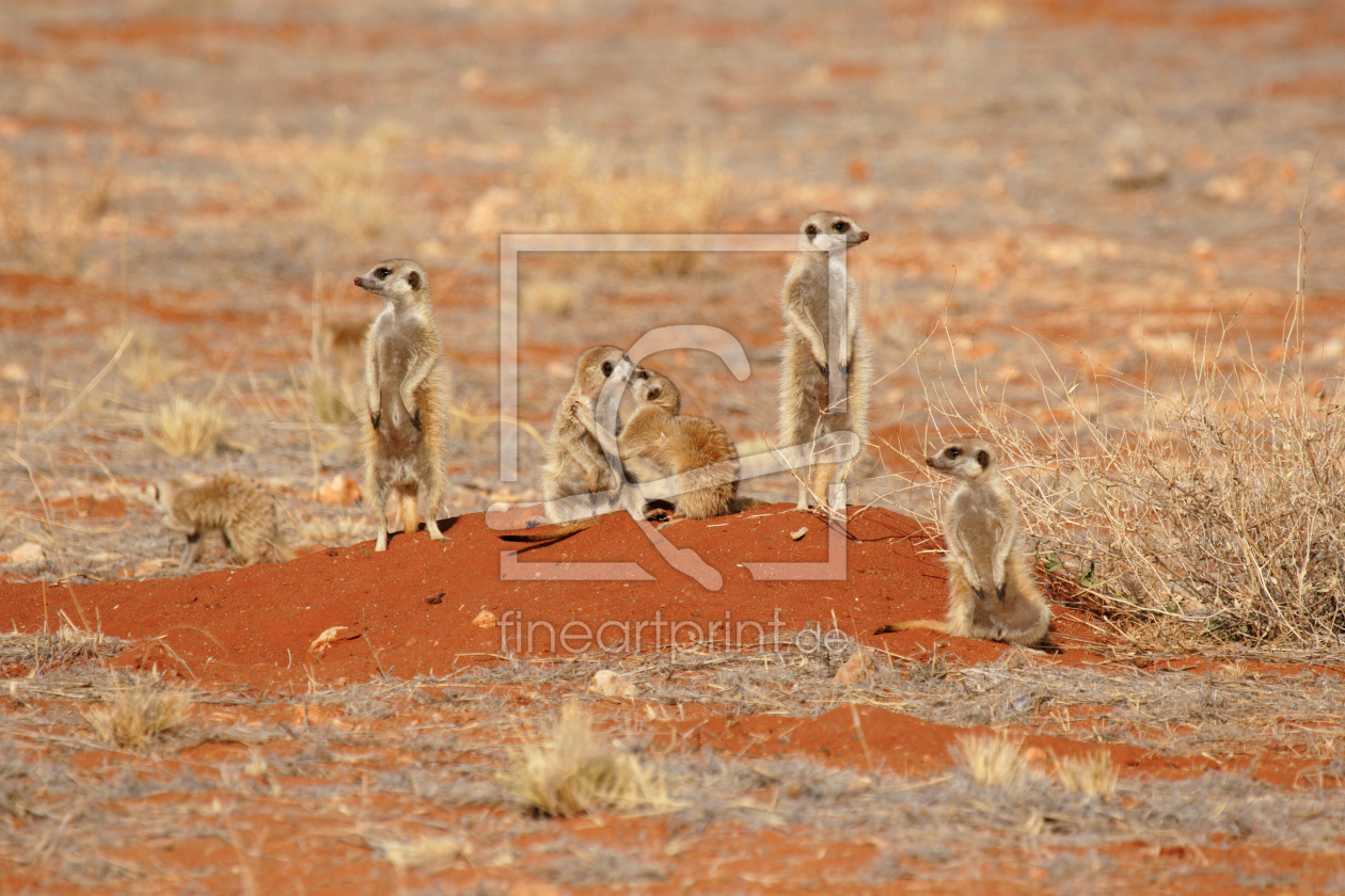 Bild-Nr.: 11921190 Erdmännchen in der Kalahari erstellt von DirkR