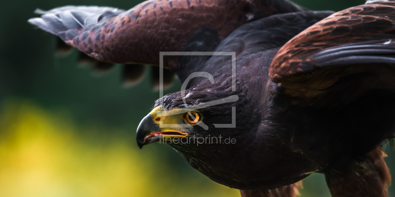 Bild-Nr.: 11921195 Wüstenbussard - Parabuteo unicinctus erstellt von Richard-Young