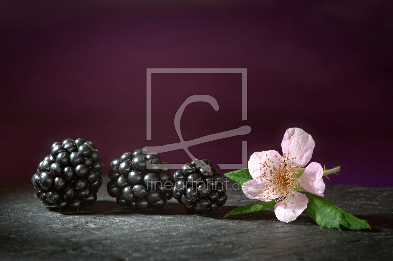 Bild-Nr.: 11921413 blackberries erstellt von Rolf Eschbach