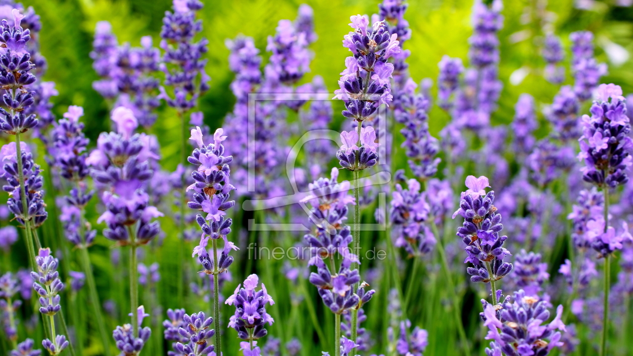 Bild-Nr.: 11921607 Lavendel erstellt von Ostseestrand