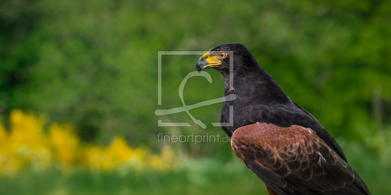 Bild-Nr.: 11921831 Wüstenbussard - Parabuteo unicinctus erstellt von Richard-Young