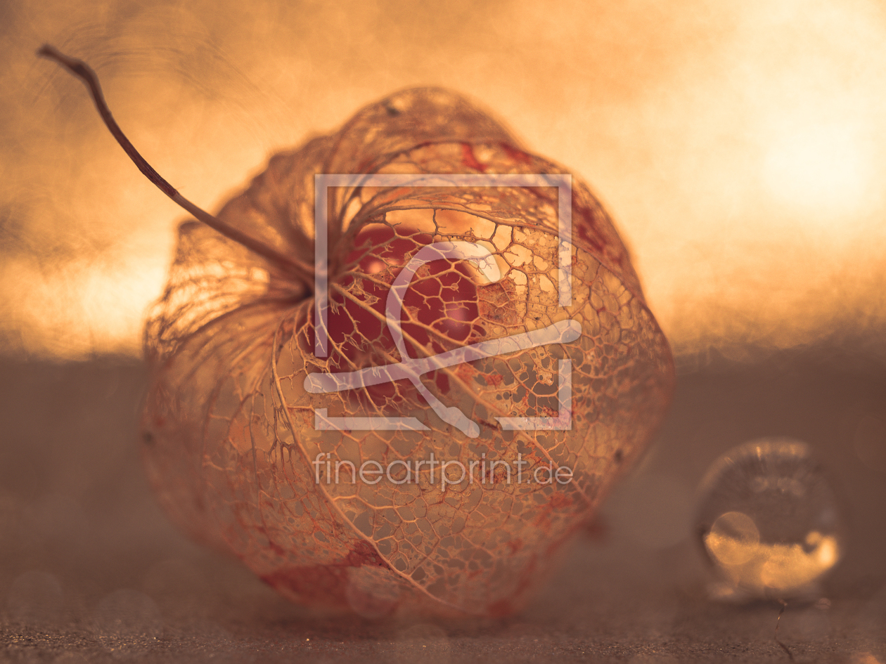 Bild-Nr.: 11921980 Physalis  erstellt von Marierichphotography