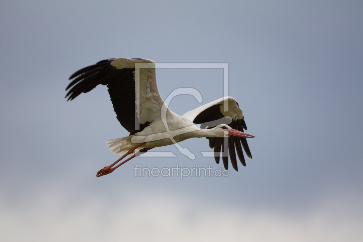 Bild-Nr.: 11922019 Storch am Himmel erstellt von luxpediation