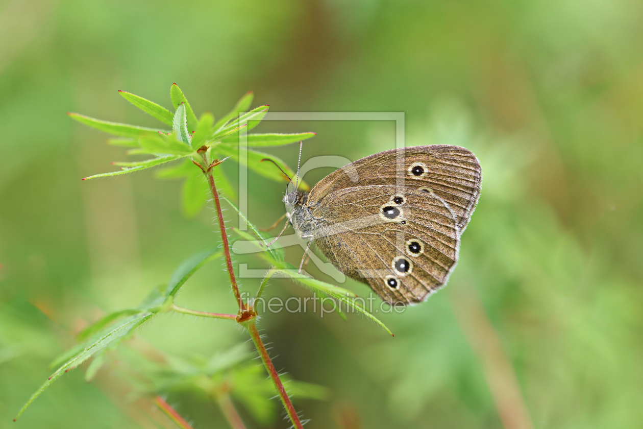 Bild-Nr.: 11922429 Schmetterling und Blüte erstellt von falconer59