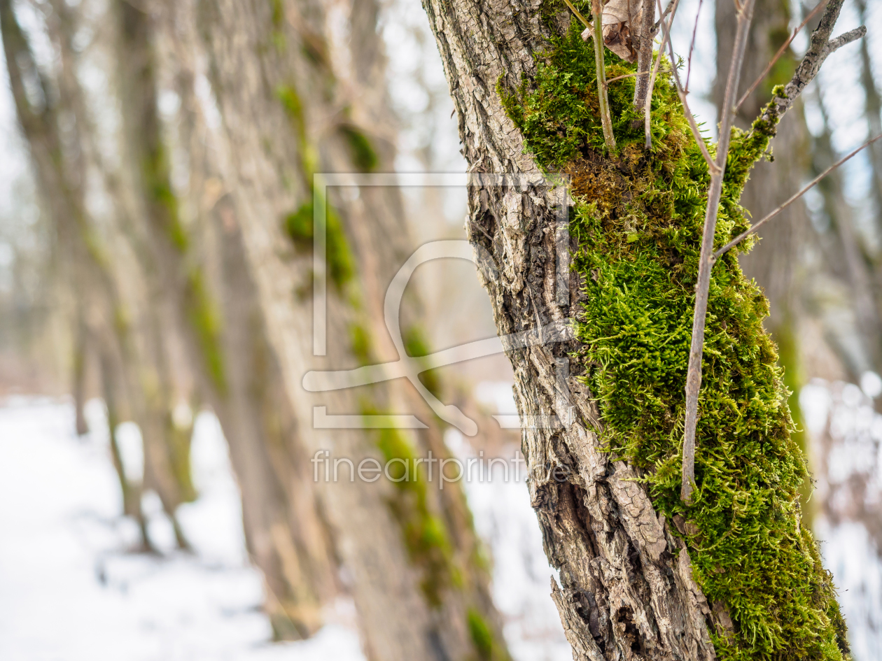 Bild-Nr.: 11922469 Baumdetail Bild-Nr.: 11922469 Baumdetail erstellt von landfotograf