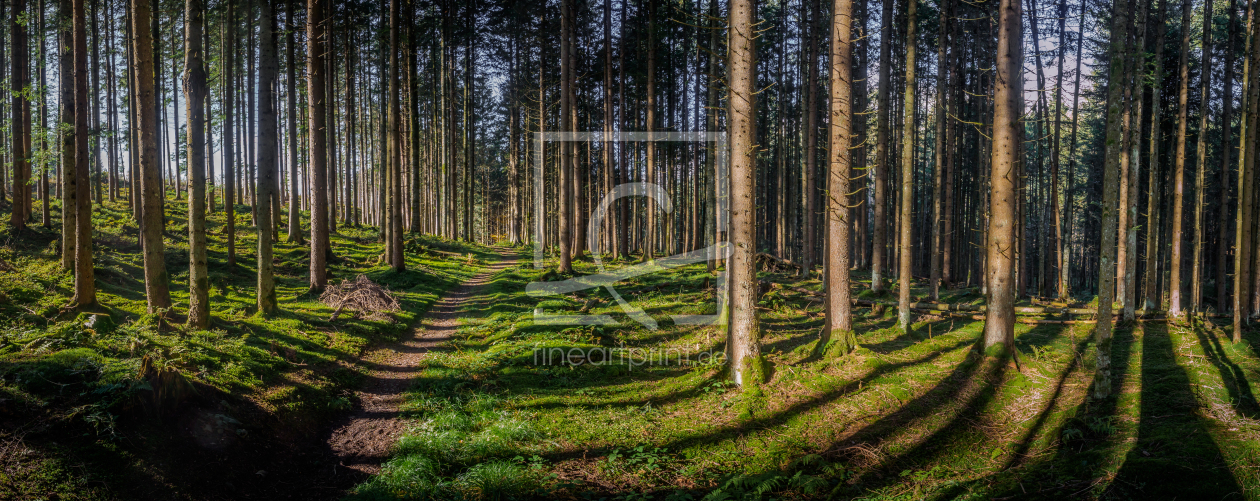 Bild-Nr.: 11922495 Waldspaziergang Bild-Nr.: 11922495 Waldspaziergang erstellt von landfotograf
