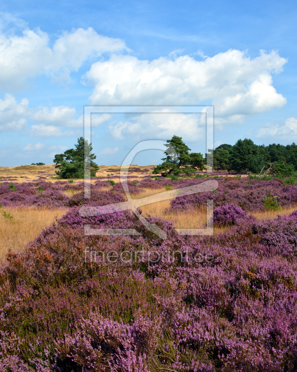 Bild-Nr.: 11922519 Die Heide blüht erstellt von GUGIGEI