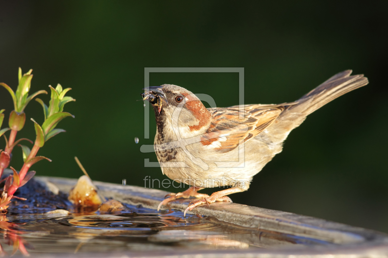 Bild-Nr.: 11922551 Haussperling an der  Vogeltränke erstellt von DirkR