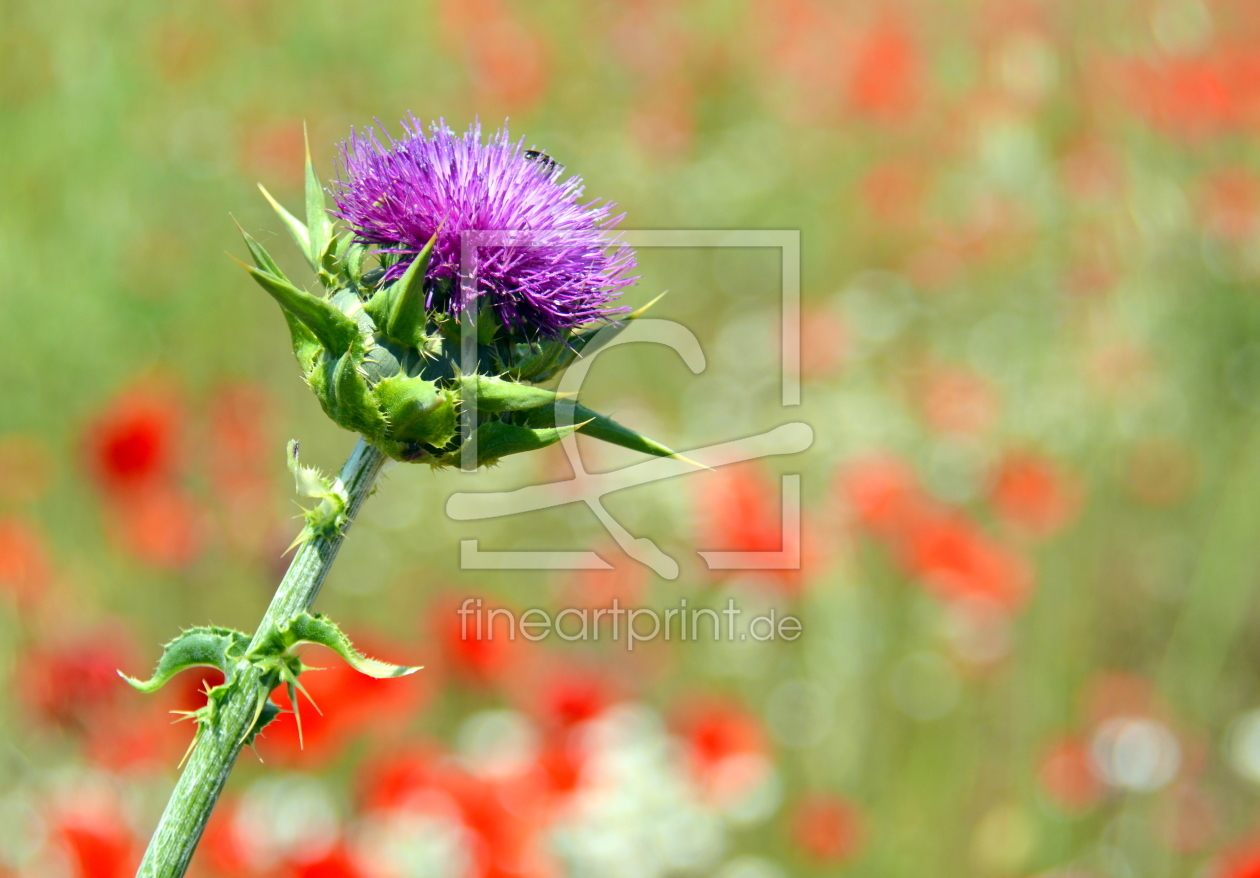 Bild-Nr.: 11923487 Distel erstellt von GUGIGEI