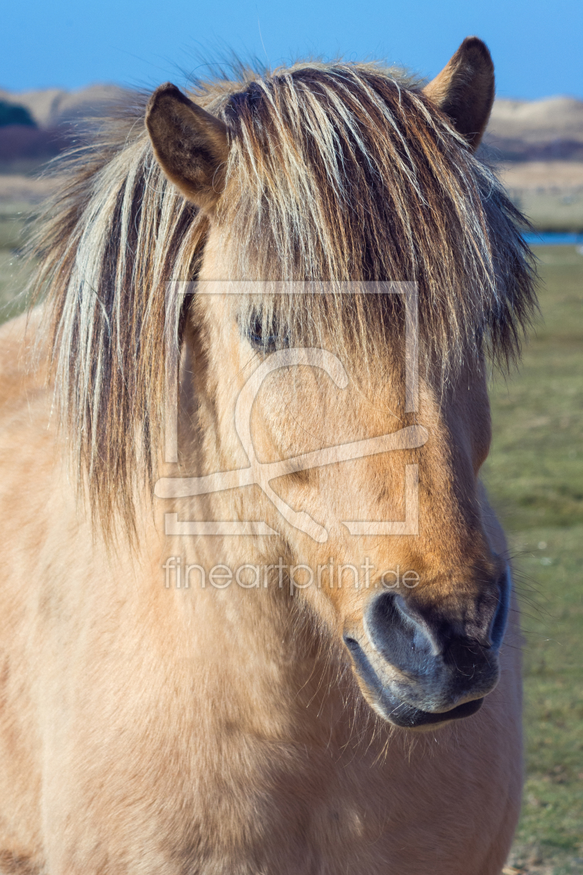 Bild-Nr.: 11924004 Haflinger erstellt von Angela  Dölling