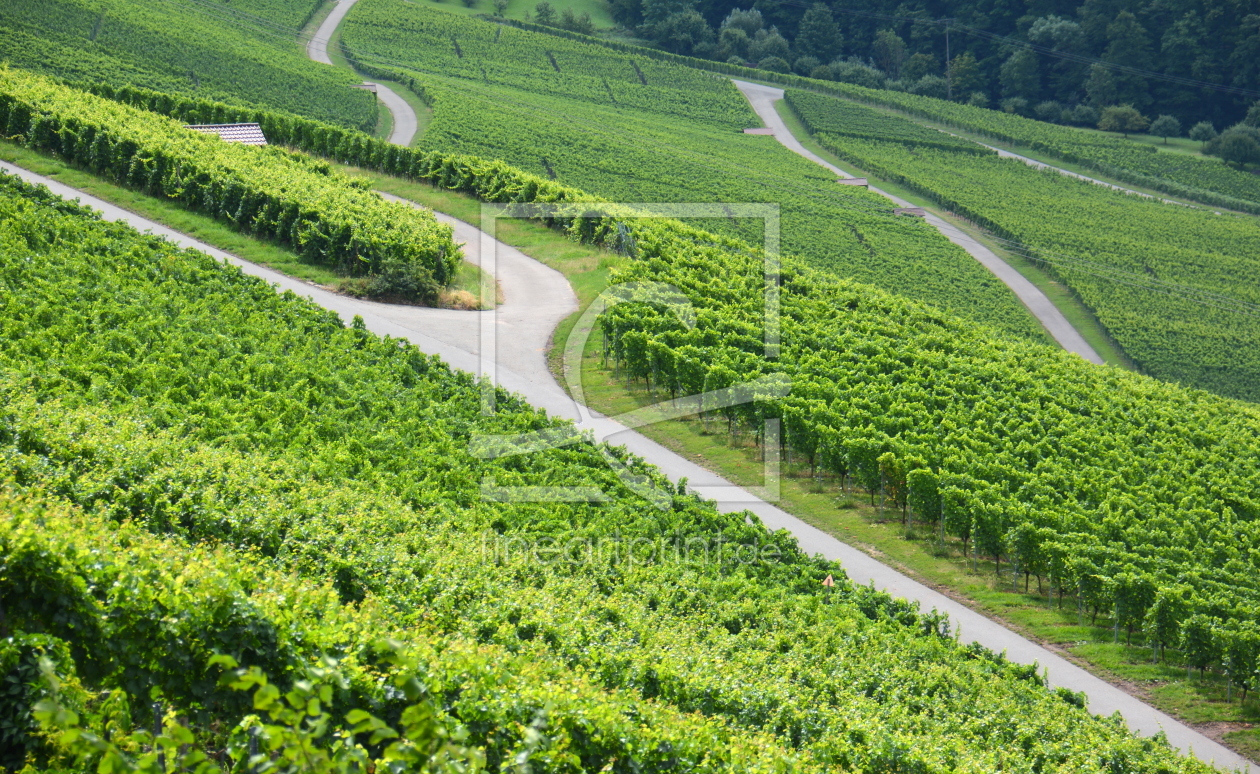 Bild-Nr.: 11924023 Sommer in den Weinbergen erstellt von GUGIGEI