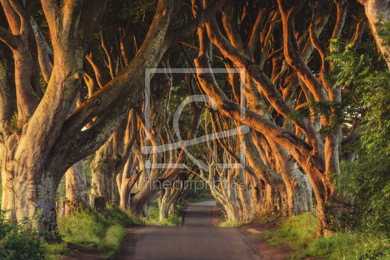 Bild-Nr.: 11924632 Irland - The Dark Hedges erstellt von Jean Claude Castor