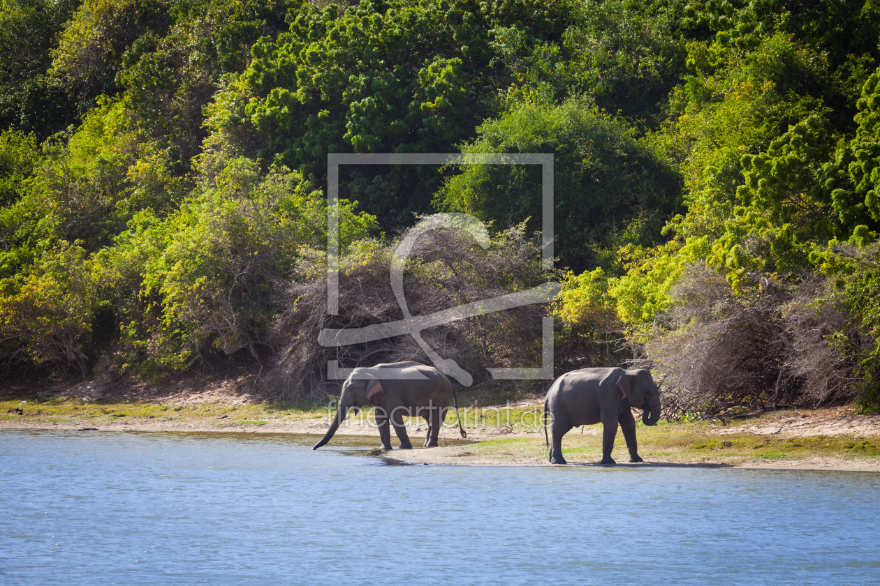 Bild-Nr.: 11924650 Zwei Elefanten trinken erstellt von janschuler
