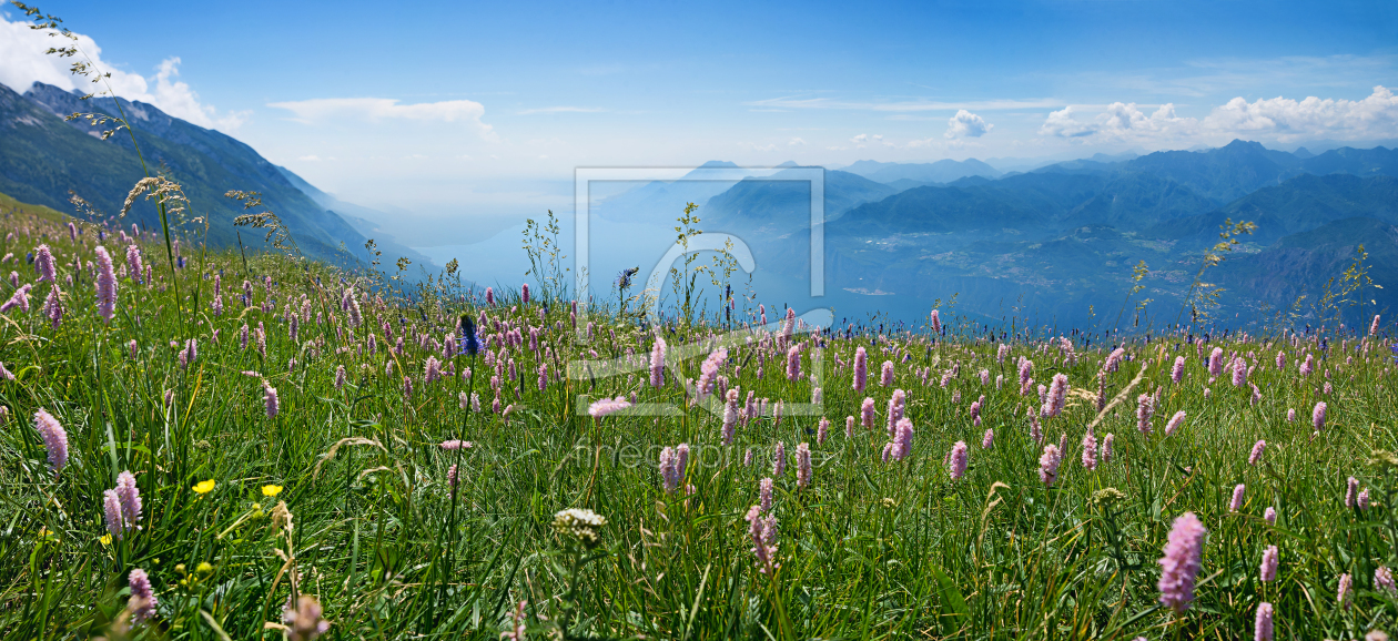 Bild-Nr.: 11925350 Monte Baldo Blumenwiese erstellt von SusaZoom