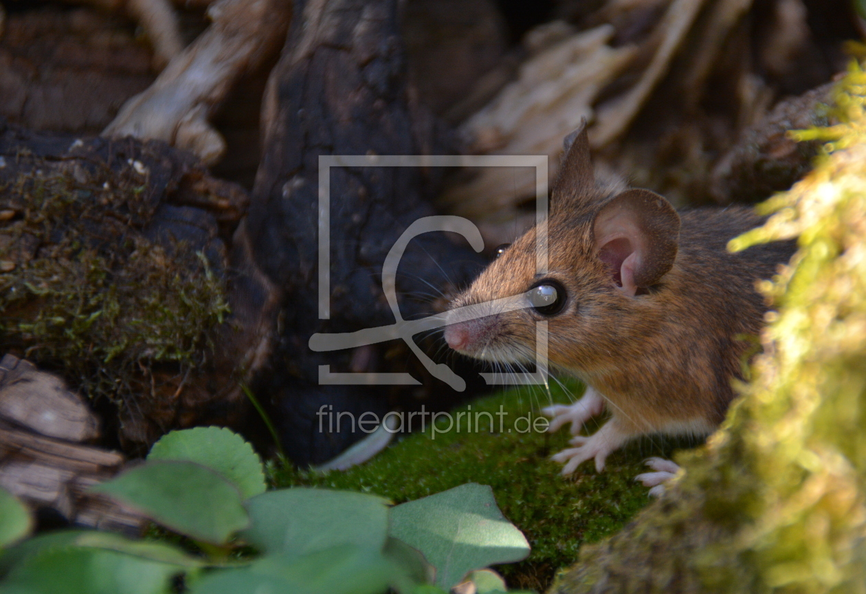 Bild-Nr.: 11925442 Die Hausmaus erstellt von GUGIGEI