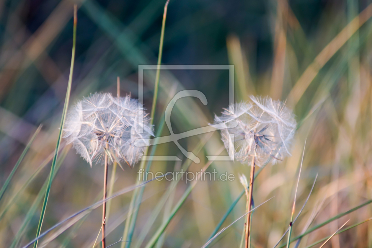 Bild-Nr.: 11925864 Pusteblume erstellt von Sandra